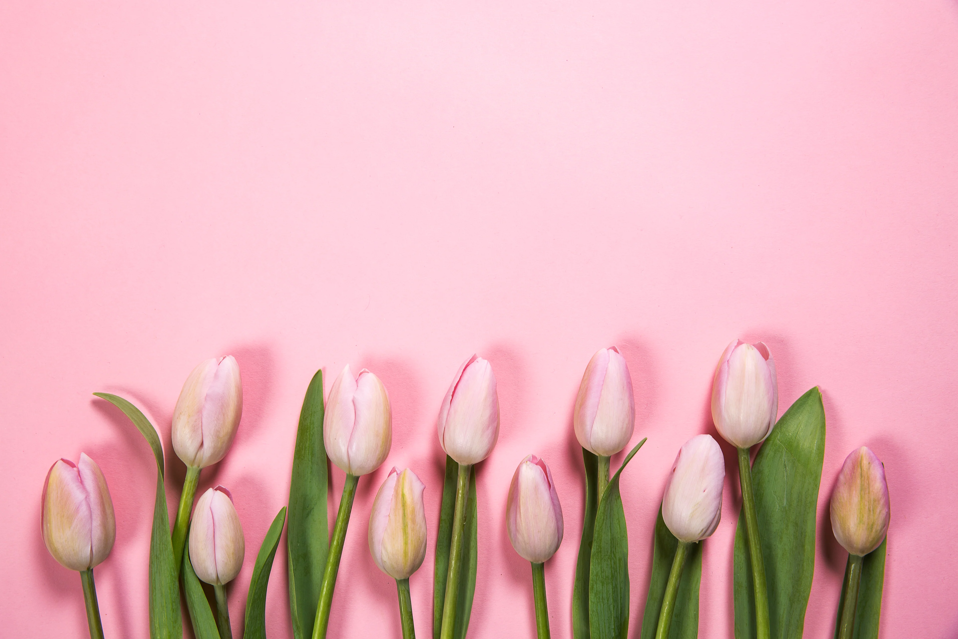 Fresh Blooms Delivered Daily